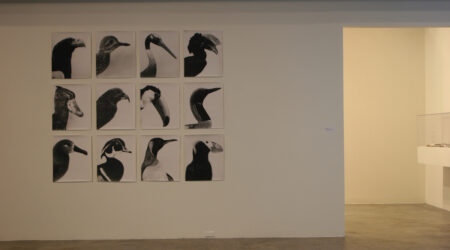 <em>Jochen Lempert</em>, installation view, Contemporary Art Museum St. Louis, March 3–April 18, 2010. Photo: Lynna Borden.