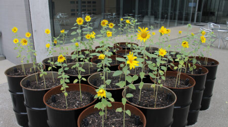 <em>Sunflower+Project: CAM</em>, installation view, Contemporary Art Museum St. Louis, September 6–October 4, 2014. Photo: Alex Elmestad.