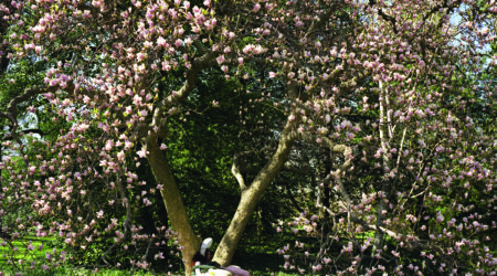 Janaina Tschäpe, <em>Ovalaria Floris</em>, 2006. C-Print, 50 x 60 inches.  Courtesy the artist and Sikkema Jenkins & Co., New York.